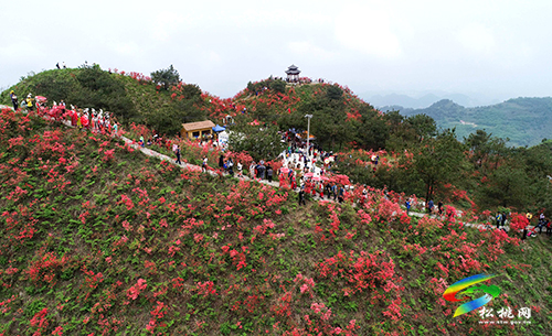 飛靈山杜鵑花競(jìng)相綻放　大批游客紛至沓來(lái)