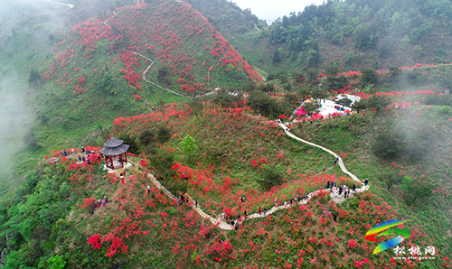 飛靈山杜鵑花競(jìng)相綻放　大批游客紛至沓來(lái)