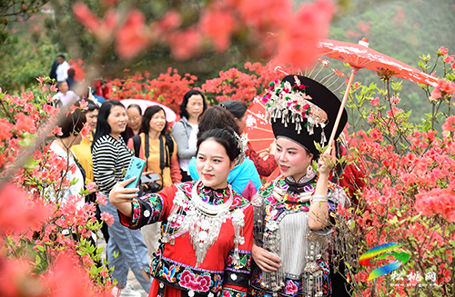 飛靈山杜鵑花競(jìng)相綻放　大批游客紛至沓來(lái)