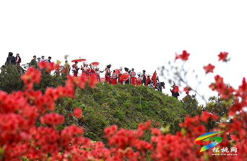 飛靈山杜鵑花競(jìng)相綻放　大批游客紛至沓來(lái)