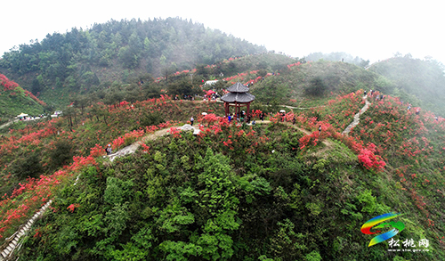 飛靈山杜鵑花競(jìng)相綻放　大批游客紛至沓來(lái)