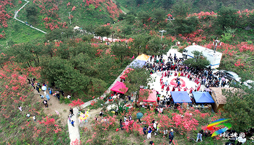 飛靈山杜鵑花競(jìng)相綻放　大批游客紛至沓來(lái)