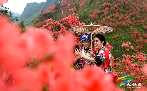 松桃：網(wǎng)絡(luò)大V齊聚飛靈山為景區(qū)杜鵑花代言