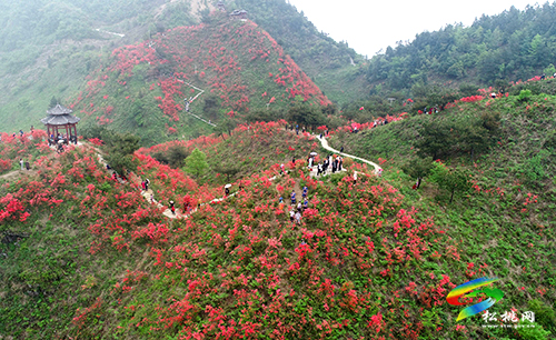松桃：網(wǎng)絡(luò)大V齊聚飛靈山為景區(qū)杜鵑花代言