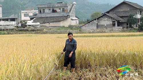 暢游在田間地頭的追夢人——記松桃市管專家王思見