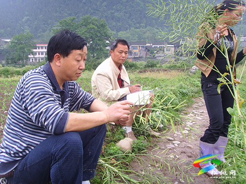 暢游在田間地頭的追夢人——記松桃市管專家王思見