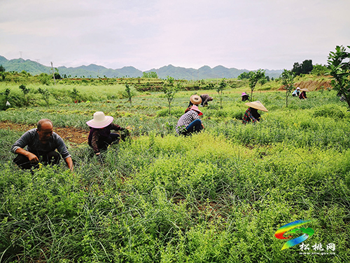 大坪場(chǎng)鎮(zhèn)：經(jīng)果林下種藠頭，企業(yè)農(nóng)民雙豐收