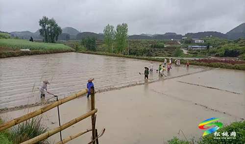 黃板鎮(zhèn)：支部建在地塊上　高效推動(dòng)土地提質(zhì)改造工作