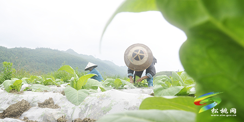 ​松桃：初夏時(shí)節(jié)農(nóng)事忙