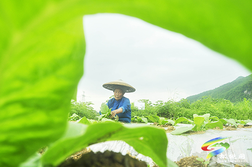 ​松桃：初夏時(shí)節(jié)農(nóng)事忙