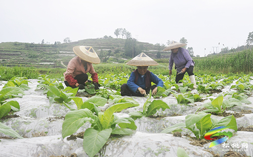 ​松桃：初夏時(shí)節(jié)農(nóng)事忙