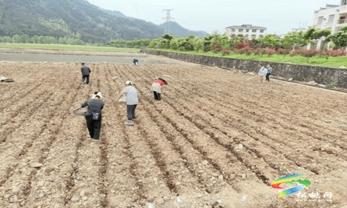 省特派員科技助力松桃糧油高產(chǎn)示范