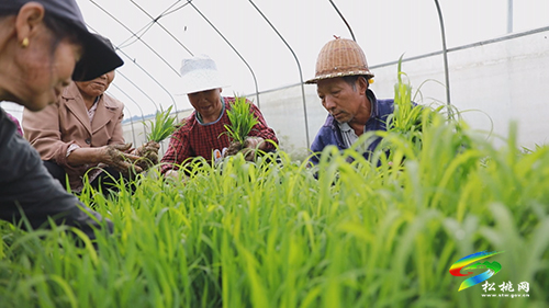 松桃：你種田來我選種　專家把關(guān)促高產(chǎn)