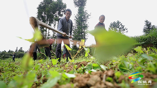 【順著松江看松桃】長興堡鎮(zhèn)：1200畝牧草種植促進“種養(yǎng)循環(huán)”