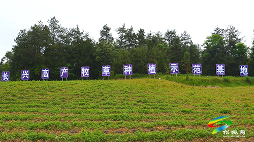 【順著松江看松桃】長興堡鎮(zhèn)：1200畝牧草種植促進“種養(yǎng)循環(huán)”