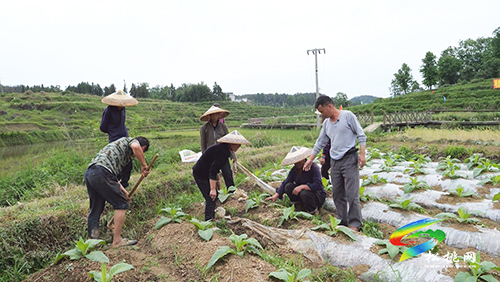 ​長坪鄉(xiāng)：發(fā)展特色產業(yè)示范帶　群眾增收有保障