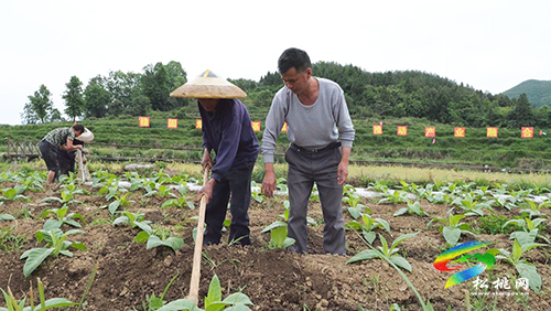 ​長坪鄉(xiāng)：發(fā)展特色產業(yè)示范帶　群眾增收有保障