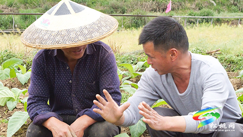 ​長坪鄉(xiāng)：發(fā)展特色產業(yè)示范帶　群眾增收有保障