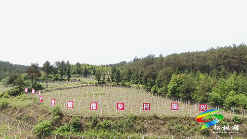 ​長坪鄉(xiāng)：發(fā)展特色產業(yè)示范帶　群眾增收有保障