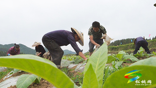 ​長坪鄉(xiāng)：發(fā)展特色產業(yè)示范帶　群眾增收有保障