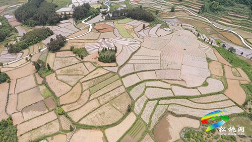 ​長坪鄉(xiāng)：發(fā)展特色產業(yè)示范帶　群眾增收有保障