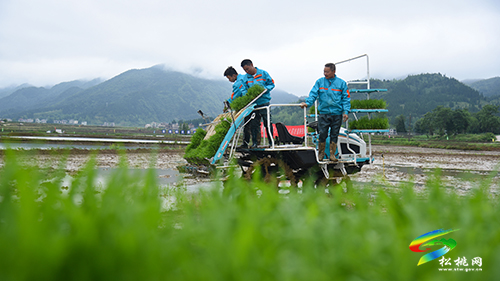 松桃舉辦2022年水稻機械化插秧技術(shù)培訓(xùn)