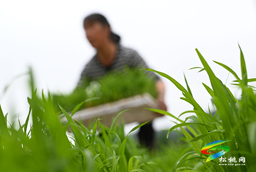 今日小滿|松桃：田間農(nóng)事忙