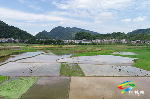 今日小滿|松桃：田間農(nóng)事忙