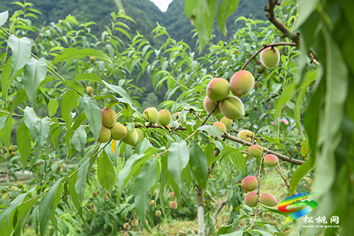 迓駕鎮(zhèn)馬安村：桃李成熟在即　村民管護促增收
