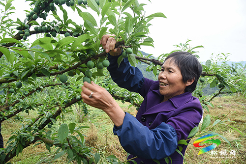 迓駕鎮(zhèn)馬安村：桃李成熟在即　村民管護促增收
