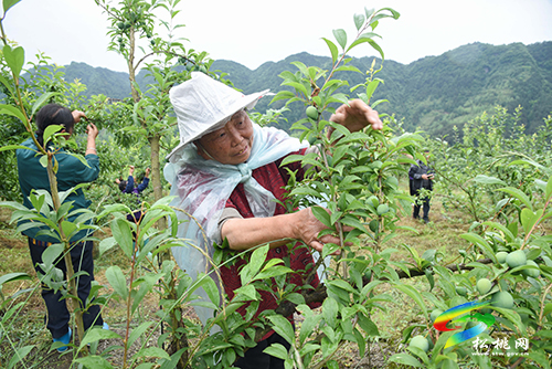迓駕鎮(zhèn)馬安村：桃李成熟在即　村民管護促增收