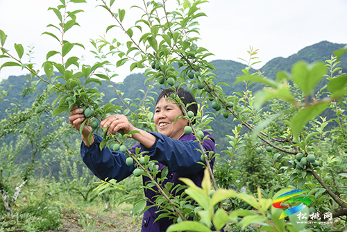 迓駕鎮(zhèn)馬安村：桃李成熟在即　村民管護促增收
