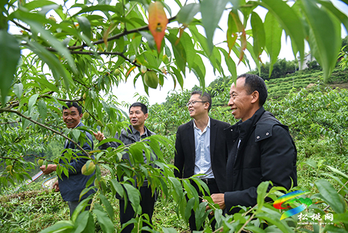 迓駕鎮(zhèn)馬安村：桃李成熟在即　村民管護促增收