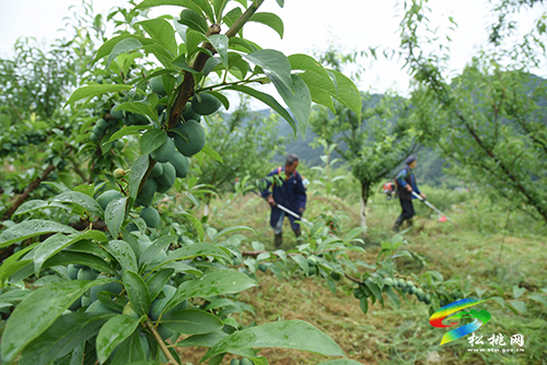 迓駕鎮(zhèn)馬安村：桃李成熟在即　村民管護促增收