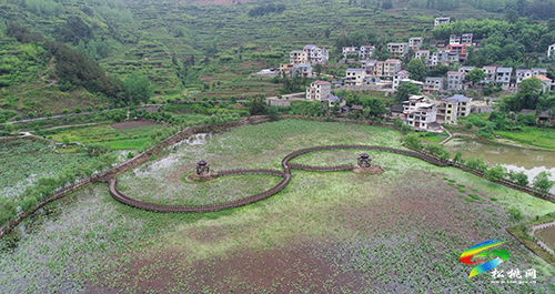 迓駕鎮(zhèn)馬安村：桃李成熟在即　村民管護促增收