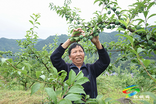 迓駕鎮(zhèn)馬安村：桃李成熟在即　村民管護促增收