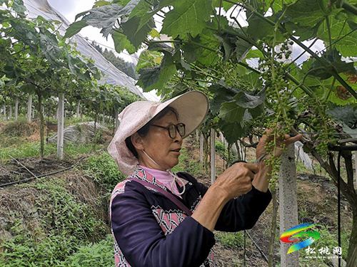 沙壩河鄉(xiāng)：葡萄疏果忙，喜待豐收時