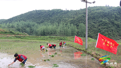 甘龍鎮(zhèn)：插秧時(shí)節(jié)人兒忙，黨團(tuán)聯(lián)動(dòng)暖民心