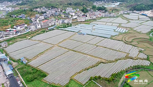 太平營(yíng)街道：繪太平“畫(huà)”卷，開(kāi)啟鄉(xiāng)村振興新篇章