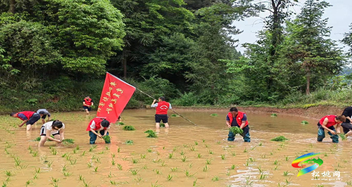 黃板鎮(zhèn)：農(nóng)時插秧忙不停 苗鄉(xiāng)大地黨旗紅