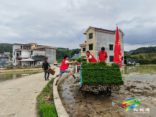 迓駕鎮(zhèn)：機械插秧秀農技 黨員先鋒展風采