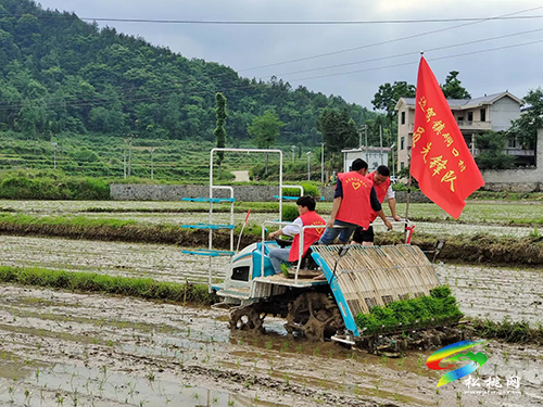 迓駕鎮(zhèn)：機械插秧秀農技 黨員先鋒展風采
