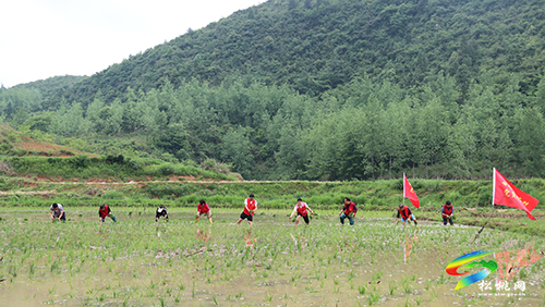 甘龍鎮(zhèn)：志愿服務(wù)活動走進(jìn)田間地頭