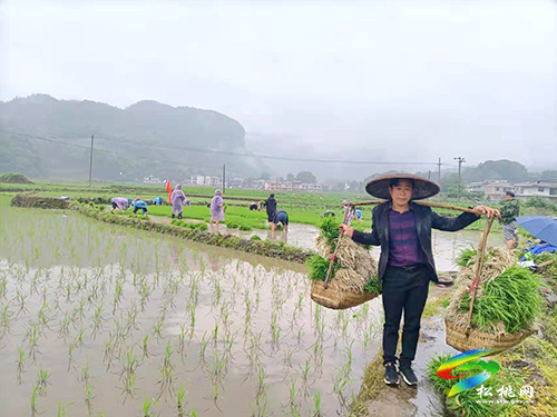 寨英鎮(zhèn)：搶抓農(nóng)時插秧忙