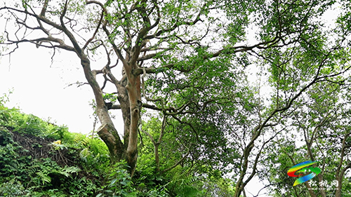 【大美苗鄉(xiāng)新松桃】牛郎鎮(zhèn)：30000畝油茶的產(chǎn)業(yè)振興路