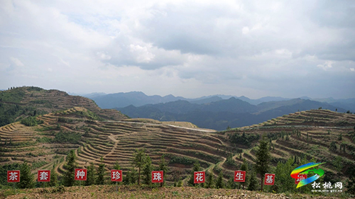【大美苗鄉(xiāng)新松桃】牛郎鎮(zhèn)：30000畝油茶的產(chǎn)業(yè)振興路