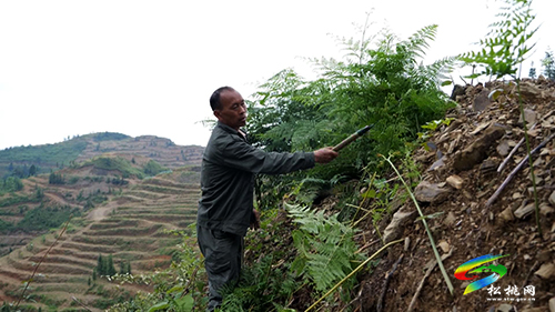 【大美苗鄉(xiāng)新松桃】牛郎鎮(zhèn)：30000畝油茶的產(chǎn)業(yè)振興路