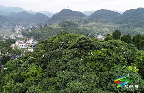 松桃：綠水青山鷺鳥(niǎo)飛