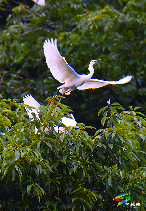 松桃：綠水青山鷺鳥(niǎo)飛
