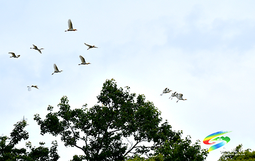 松桃：綠水青山鷺鳥(niǎo)飛
